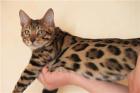 Bengalkatzen Bengalkatze
