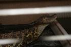 Caiman Latirostris Breitschnauzenkaiman 1 1