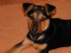 Jagdterriermix abzugeben