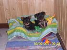 Yorkshier Terrier Welpen mit Ahnentafel