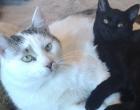 Um cast die beiden unzertrennlich shone Katzen - Stettin Polen