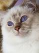 Heilige Birma Deckkater