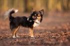 Typvoller Chihuahua Deckrüde