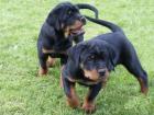 Reinrassige rottweilerwelpen mit papiere