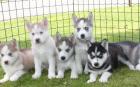 Siberian Husky welpen Reinrassige