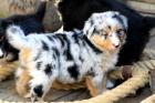 Bildhübsche typvolle Australian Shepherd Welpen ASCA Showlinie