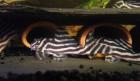 L046 Zebra Hypancistrus