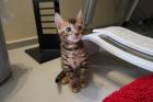Drei niedliche Bengal Kitten mit Stammbaum abzugeben
