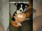 Chihuahua Welpen zu verkaufen -.