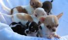 Chihuahua Welpen Geimpft Registriert .