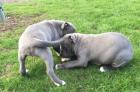 Welpen orig. rednose American Pitbull Terrier mit ADBA Papieren