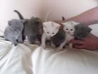 Britisch Kurzhaar Katzen Kätzchen