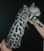 Wunderschöne Bengal und savannah Kitten ab sofort abzugeben