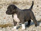 Pitbull Welpe APBT 12 Wochen alt weiß