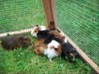 Schöne Meerschweinchen Babies