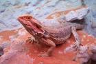 Blood Bartagame Jungtiere abzugeben