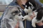 Siberian Husky Wurfplanung 2022