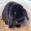 SINa - Zwergwidderkaninchen - 2 Jahre - Tierhilfe-Franken e. V.