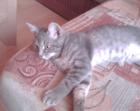 Kater entlaufen