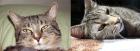 Katzen in Not