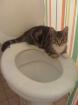 Kater aus Karlshorst vermisst