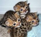 . Bengal Kitten in wunderschönen