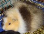 CH-Teddy US-Teddy Bock suchen neues Zuhause