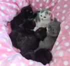 Reinrassige Britisch Kurzhaar BKH Kitten Vater mit Stammbaum