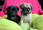 Mops welpen mit entwurmt geimpft Papiere