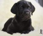 Labrador Retriever Welpen vom Sauboden FCI