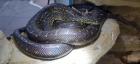 2 2 Morelia Spilota Spilota Diamantpython NZ 09. 21 futterfest