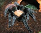 Brachypelma ruhnaui selten und groß