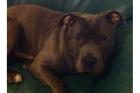 Blueline Rüde 11 Monate alt Bully Bloodline