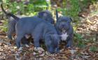 Wunderschöne Pitbull Blueline Welpen