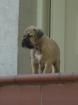 Keine Bullmastiff Welpen sondern robuste
