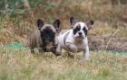 Französische Bulldogge - Hündinnen mit blauem Gen