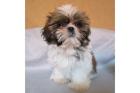 Wunderschöne Shih Tzu Welpen mit Papiere
