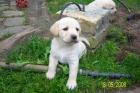 PUTZIGE LABRADOR WELPEN IN BLOND ABZUGEBEN