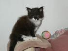 Maine Coon Kater mit Papieren sucht ab Mitte Februar Personal