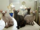Schöne PETERBALD Kitten aus einer seriosen Zucht suchen liebevollen Hände