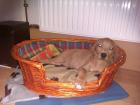 Labrador Golden Retriever Welpe sucht.
