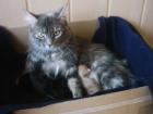 Maine Coon Kitten ab 31. 05. 08 zu vergeben